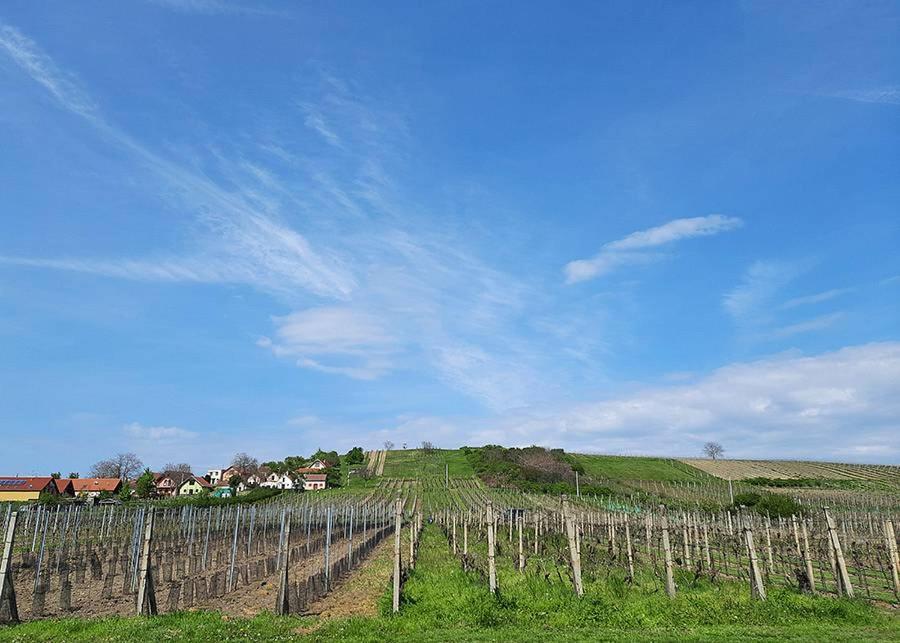 Sklep Vino Strycek Guest House Velké Bílovice Екстериор снимка